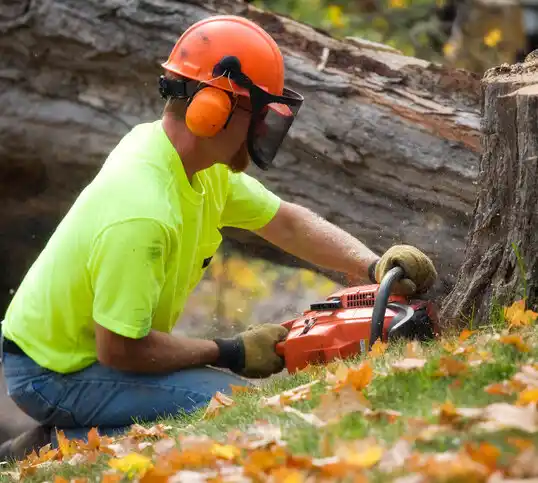 tree services East Bernstadt